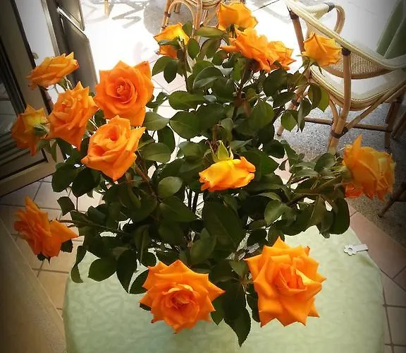 Zen 2* Линьяно-Саббьядоро